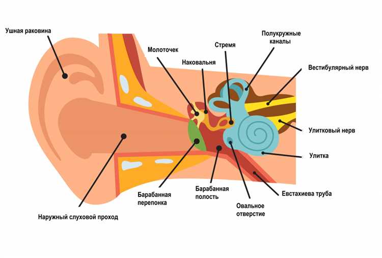 Как снизить риск развития онемения уха