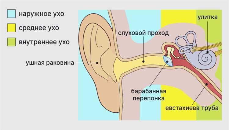 2. Травма уха